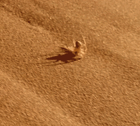 Spider in the desert