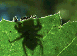 Spider on a leaf