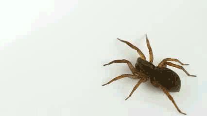 Spider walking