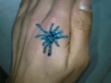 Blue tarantula