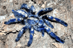 Cobalt blue tarantula
