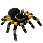 Red-kneed tarantula