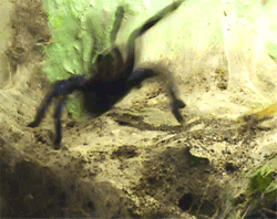 Tarantula eating