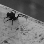 Poisonous black widow
