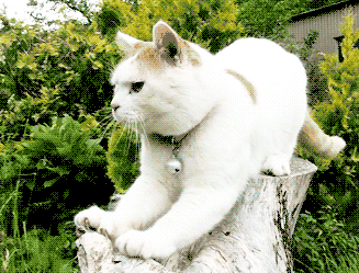 Cat sharpening his nails