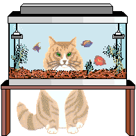 Cat front of an aquarium