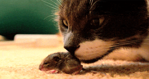 Cat smelling a mouse