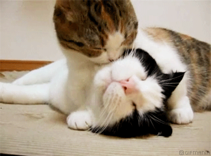 Cats kisses