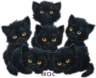 Heads of black cats