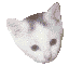 White cat head