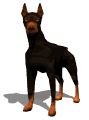 Doberman Pinscher