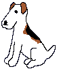 Fox Terrier