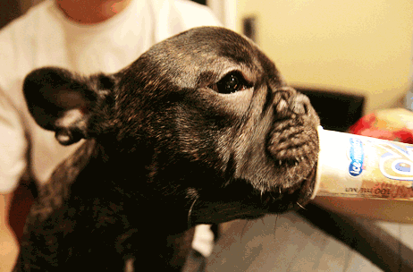 French Bulldog eating