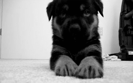 Alsatian puppy