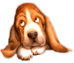 Basset Hound puppy