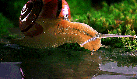 Snail in the countryside