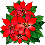 Poinsettia
