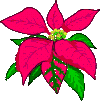 Poinsettia