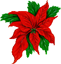 Poinsettia