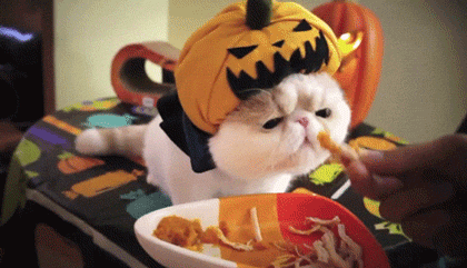 Cat dressed as a pumpkin