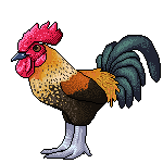 Rooster