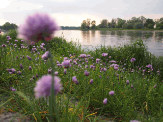 Lake with flowers