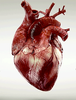 Bloody heart beating